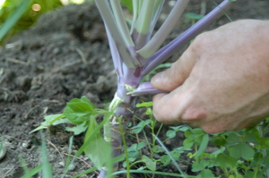 Picking-Kale.JPG